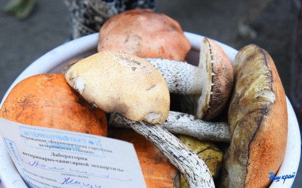 Снижают риски диабета и ожирения: диетолог рассказала все о пользе грибов