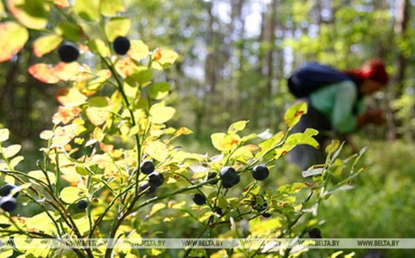  Туристов приглашают за черникой и голубикой в Ляховичский район