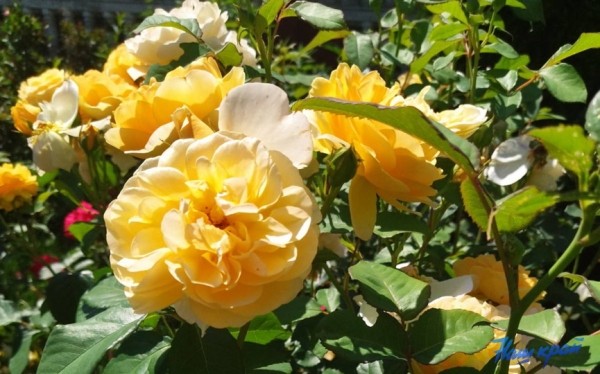 Установится прохладная погода. Подробный прогноз погоды на Брестчине 5–10 июля