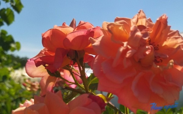 В Барановичах температура воздуха опустится, ожидаются сильные дожди В Барановичах температура воздуха опустится, ожидаются сильные дожди