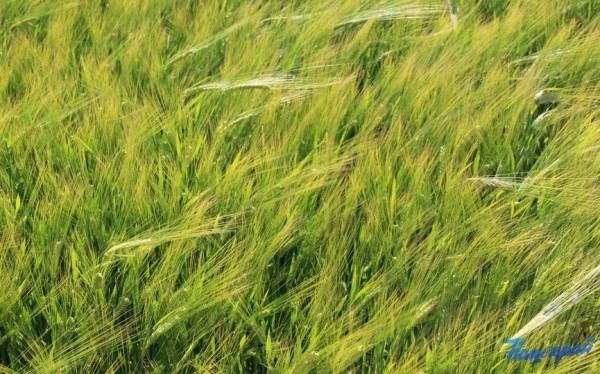 В Беларуси намолочено 883 тыс. т зерна