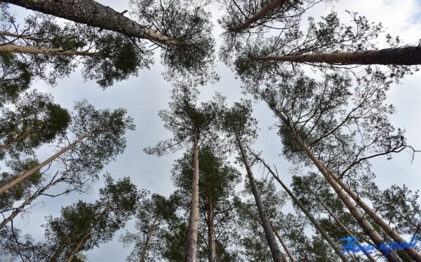 В Ляховичском районе в лесу потерялся пенсионер. Его не нашли до сих пор В Ляховичском районе в лесу потерялся пенсионер. Его не нашли до сих пор