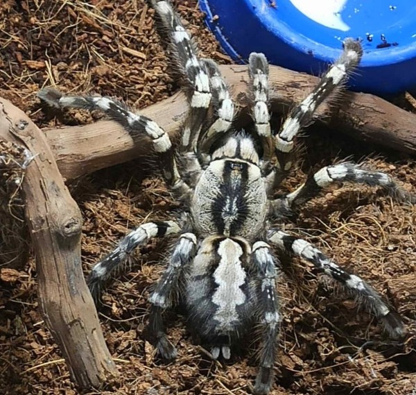 Нашествие пауков-гигантов, скорпионов, ящериц и тарантулов в Бресте. Приходи на выставку «Опасные и прекрасные» в кинотеатре «Беларусь»