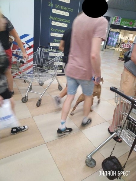 Читатель: В Евроопте на Варшавке парень с таким пёселем ходил, без намордника
Читатель: В Евроопте на Варшавке парень с таким пёселем ходил, без намордника