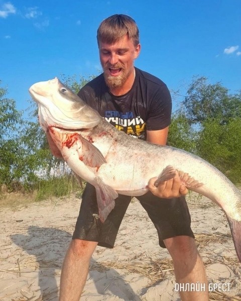 Громадный толстолобик попался рыбаку в Брестской области Громадный толстолобик попался рыбаку в Брестской области