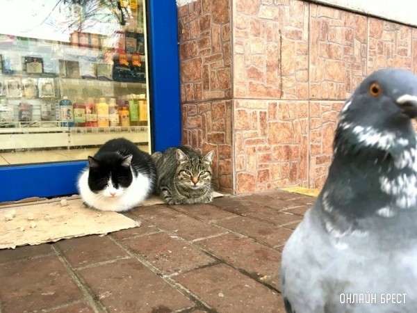 Не целуйтесь с кошками: какие заболевания передаются от животного человеку?