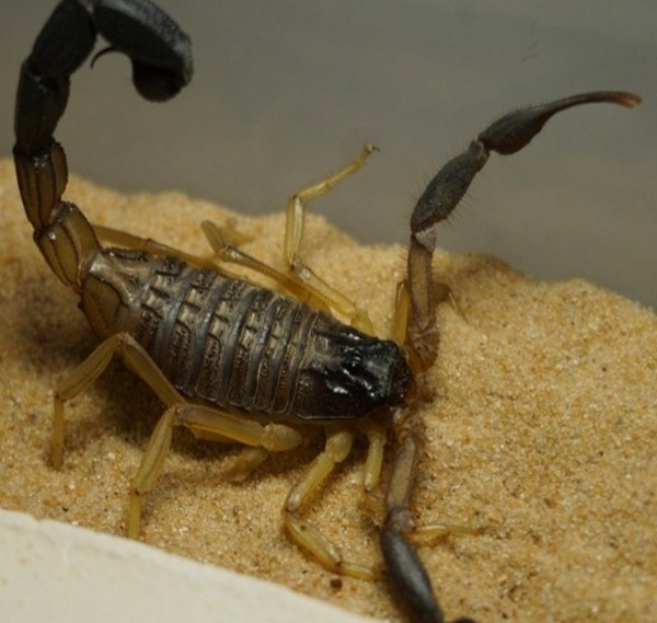 Нашествие пауков-гигантов, скорпионов, ящериц и тарантулов в Бресте. Приходи на выставку «Опасные и прекрасные» в кинотеатре «Беларусь»