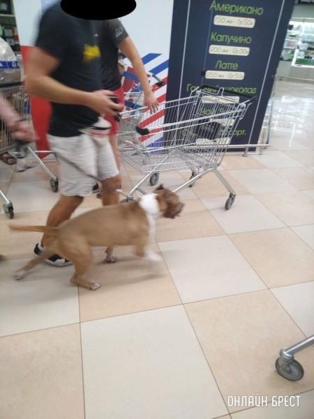 Читатель: В Евроопте на Варшавке парень с таким пёселем ходил, без намордника
Читатель: В Евроопте на Варшавке парень с таким пёселем ходил, без намордника