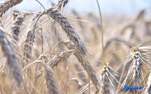 Аграрии Брестской области намолотили 1 млн тонн зерна