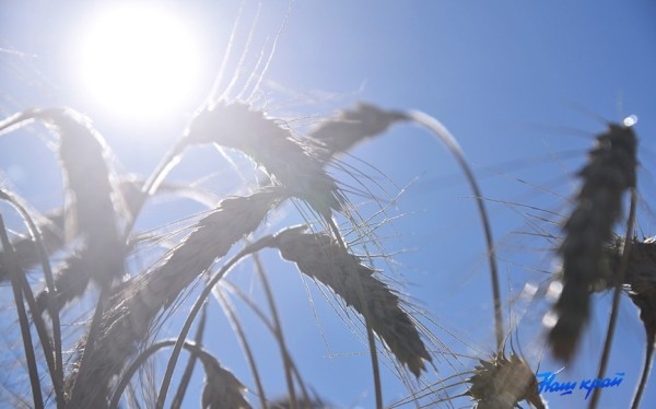 Белорусские аграрии намолотили более 7,2 млн тонн зерна Белорусские аграрии намолотили более 7,2 млн тонн зерна