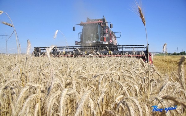 Белорусские аграрии убрали около трети площадей зерновых Белорусские аграрии убрали около трети площадей зерновых