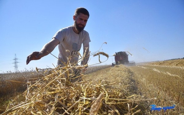 «Без ссор и в гармонии». Уборочная кампания продолжается в Барановичском районе «Без ссор и в гармонии». Уборочная кампания продолжается в Барановичском районе