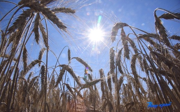 «Без ссор и в гармонии». Уборочная кампания продолжается в Барановичском районе «Без ссор и в гармонии». Уборочная кампания продолжается в Барановичском районе