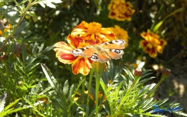 До +31°С ожидается в Беларуси 29 августа. Где пройдут дожди?