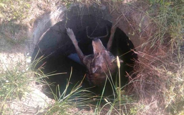 Достали собаку из колодца, отловили змей и летучих мышей за одни сутки спасатели Брестчины Достали собаку из колодца, отловили змей и летучих мышей за одни сутки спасатели Брестчины