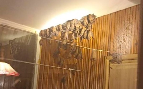 Достали собаку из колодца, отловили змей и летучих мышей за одни сутки спасатели Брестчины Достали собаку из колодца, отловили змей и летучих мышей за одни сутки спасатели Брестчины