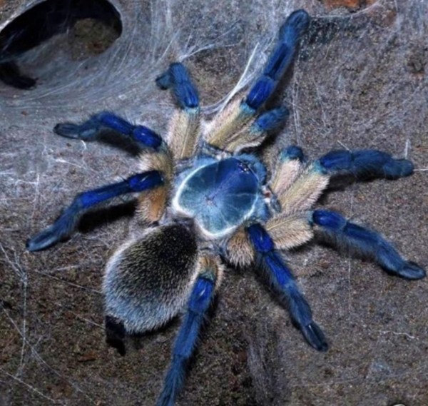 Нашествие пауков-гигантов, скорпионов, ящериц и тарантулов в Бресте. Приходи на выставку «Опасные и прекрасные» в кинотеатре «Беларусь»