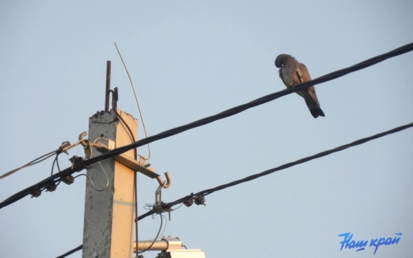 Где не будет света в Барановичском регионе 15-19 августа
