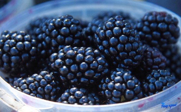 Названа снижающая риск инфаркта и инсульта ягода Названа снижающая риск инфаркта и инсульта ягода