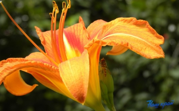 Оранжевый уровень опасности объявлен в Беларуси 28 августа из-за жары Оранжевый уровень опасности объявлен в Беларуси 28 августа из-за жары