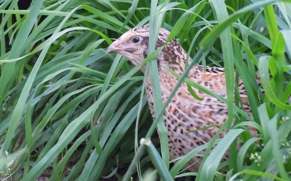 Сезон охоты на водоплавающую и болотную дичь открылся в Беларуси