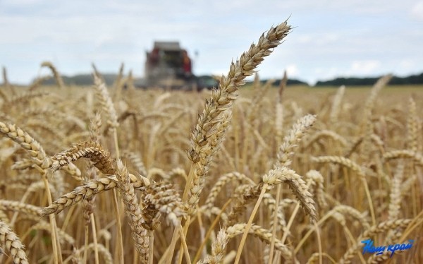 Шестой миллион тонн зерна намолочен в Беларуси