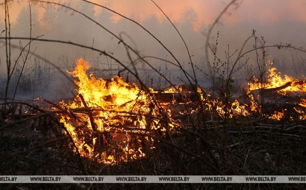 В Беларуси за сутки потушены 5 лесных и 2 торфяных пожара В Беларуси за сутки потушены 5 лесных и 2 торфяных пожара