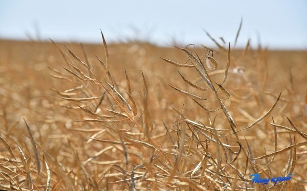 В Беларуси завершается уборка озимого рапса В Беларуси завершается уборка озимого рапса