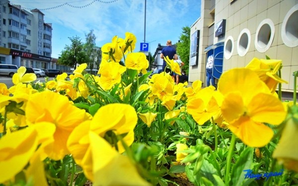 Желтый уровень опасности из-за жары объявлен в Беларуси 15 августа Желтый уровень опасности из-за жары объявлен в Беларуси 15 августа