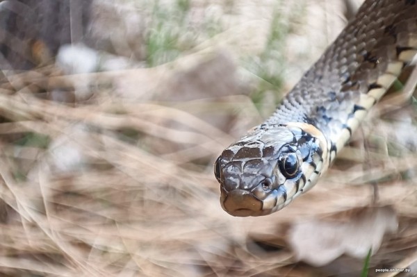 Гадюки действительно убивают? Истории реальных белорусов, которых кусала змея