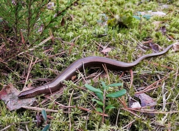 Гадюки действительно убивают? Истории реальных белорусов, которых кусала змея