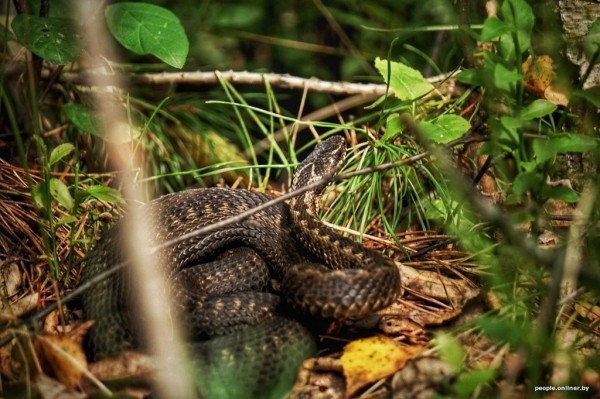 Гадюки действительно убивают? Истории реальных белорусов, которых кусала змея