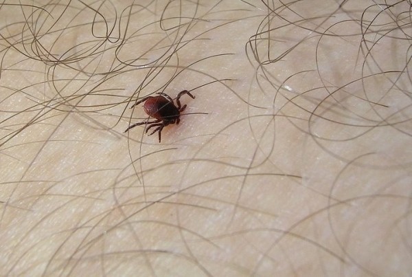 Где в Брестской области больше всего шансов заразиться клещевым энцефалитом? Где в Брестской области больше всего шансов заразиться клещевым энцефалитом?