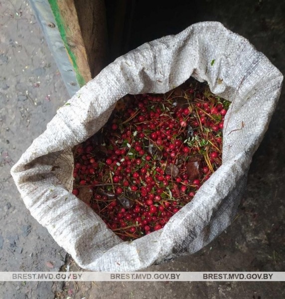 Почти 200 кг урожая клюквы похитили в Брестской области