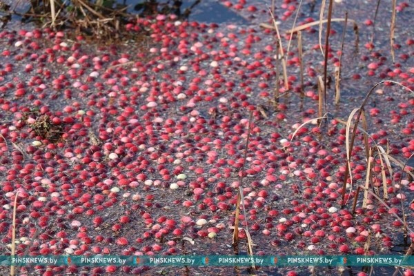 Как в Пинском районе убирают клюкву. Фото и подробности Как в Пинском районе убирают клюкву. Фото и подробности