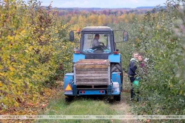 Студенты брестских университетов помогают убирать урожай яблок в ОАО «Остромечево» в Брестском районе. Сколько им платят? Студенты брестских университетов помогают убирать урожай яблок в ОАО «Остромечево» в Брестском районе. Сколько им платят?