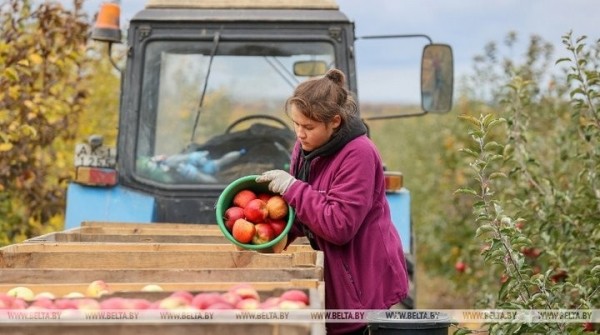 Студенты брестских университетов помогают убирать урожай яблок в ОАО «Остромечево» в Брестском районе. Сколько им платят? Студенты брестских университетов помогают убирать урожай яблок в ОАО «Остромечево» в Брестском районе. Сколько им платят?