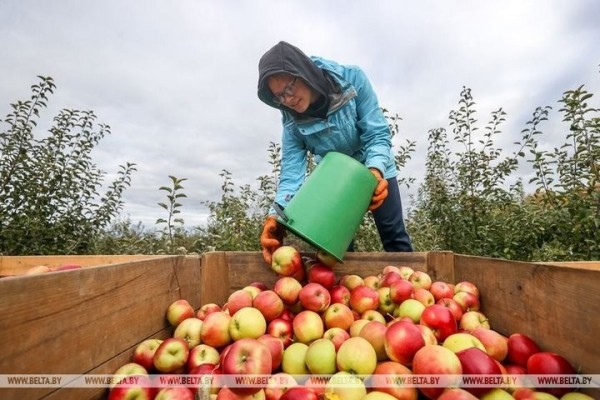 Студенты брестских университетов помогают убирать урожай яблок в ОАО «Остромечево» в Брестском районе. Сколько им платят? Студенты брестских университетов помогают убирать урожай яблок в ОАО «Остромечево» в Брестском районе. Сколько им платят?