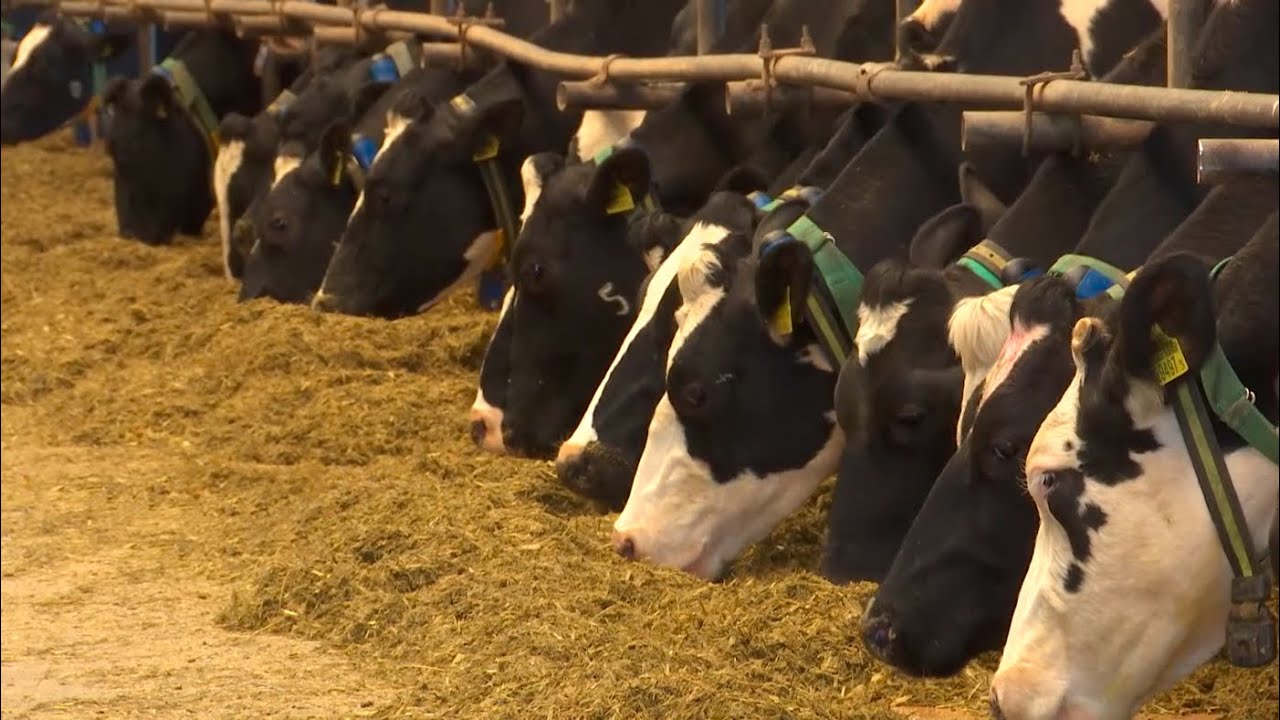 От чего зависит цена на молочку и мясо в Беларуси? Рассказали на одном из брестских предприятий
