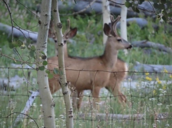 20 неоднозначных фото 20 неоднозначных фото