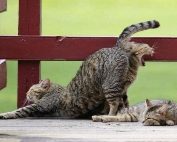 20 неоднозначных фото 20 неоднозначных фото