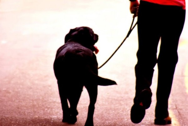 «Убил собаку из мести?» Суд Каменецкого района вынес решение по жестокому обращению с животными «Убил собаку из мести?» Суд Каменецкого района вынес решение по жестокому обращению с животными