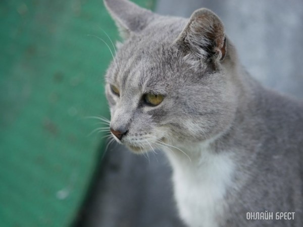 Убивал котов, потому что у них нет души. Идет суд над сухаревским живодером