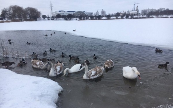 В Барановичах лебеди не поделили полынью В Барановичах лебеди не поделили полынью