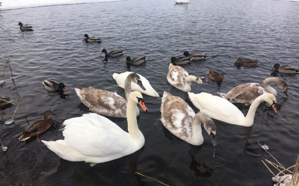 В Барановичах лебеди не поделили полынью В Барановичах лебеди не поделили полынью