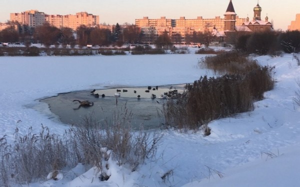 В Барановичах лебеди не поделили полынью В Барановичах лебеди не поделили полынью