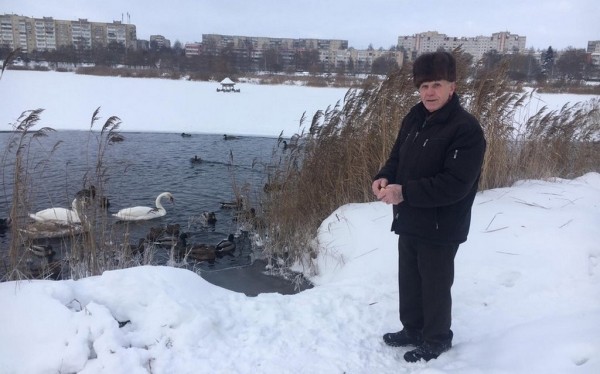В Барановичах лебеди не поделили полынью В Барановичах лебеди не поделили полынью