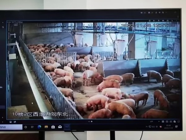 В Китае построили небоскреб, жить в котором будут только свиньи В Китае построили небоскреб, жить в котором будут только свиньи