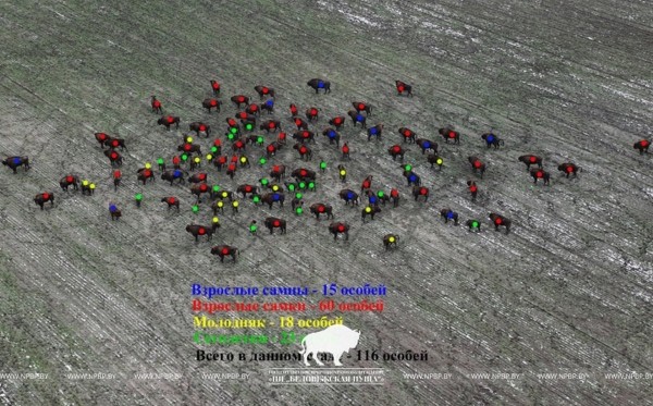 Зимнюю перепись зубров начали в Беловежской пуще Зимнюю перепись зубров начали в Беловежской пуще