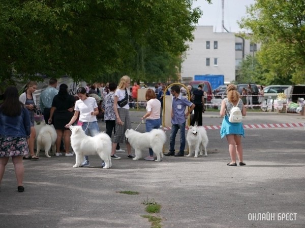 Ученые выяснили, для чего собакам на самом деле нужен хвост